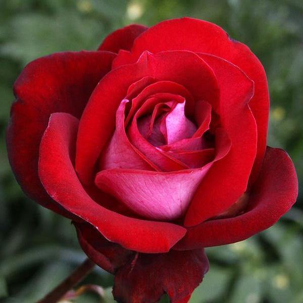 Cei mai faimosi trandafiri – 4 tipuri de trandafir
